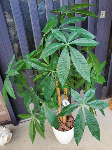 【観葉植物】リアルフェイクグリーン