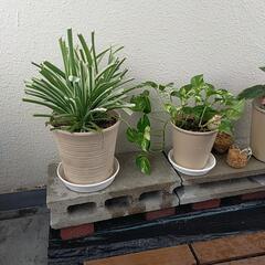 観葉植物4種、サンシェード大、コンクリートブロック3個