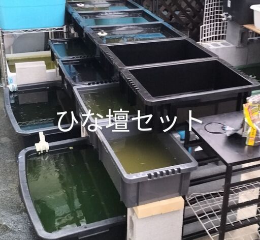 【購入者決まりました】メダカ、水槽セット【今月末まで】事情により飼育場縮小の為