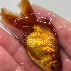 かわいい　茶金　金魚　キンギョ　きんぎょ