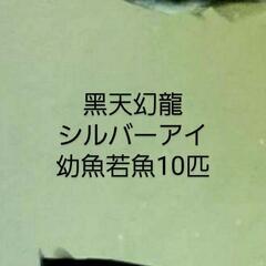 黑天幻龍ｼﾙﾊﾞ-ｱｲめだか幼魚若魚10匹