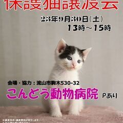 【流山市】9/30（土）こんどう動物病院保護猫譲渡会
