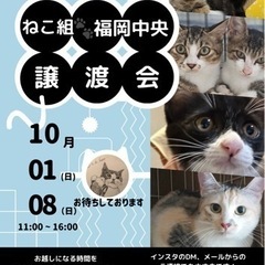 ねこ組🐾福岡中央譲渡会　なな。猫達のための病院