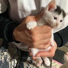 里親さん募集しています！元気な５兄妹です。 - 猫