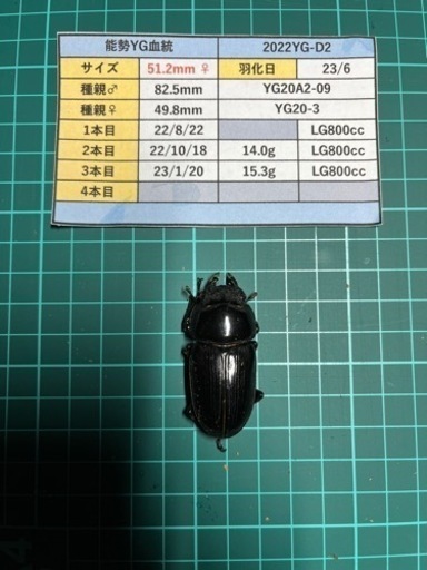 【配送可能】オオクワガタ能勢YG血統トリオ(♂83.7mm＆♀51.6mm\u0026♀51.2mm)