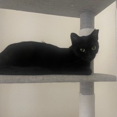 生後約8〜10ヶ月、メスの黒猫