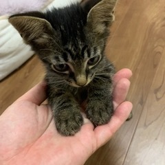 甘えん坊の子猫を家族に迎えてあげて下さいの画像