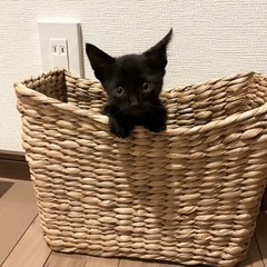 お家が決まりました！ありがとうございます【子猫の里親さん募集】生...