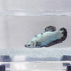【セット割】闘魚　ベタ一匹　♀️ メタリカ　熱帯魚