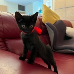 かわいい黒猫ちゃんの里親さんになってください！ − 千葉県