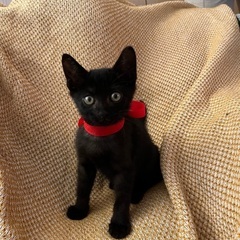 かわいい黒猫ちゃんの里親さんになってください！