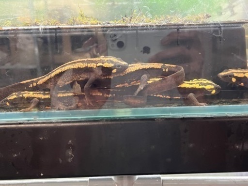 ラオスコブイモリ1ペアWD飼い込み個体