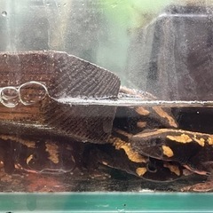 ラオスコブイモリ1ペアWD飼い込み個体