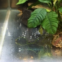 水槽関連　コリドラス　ステルバイ種親3匹セット