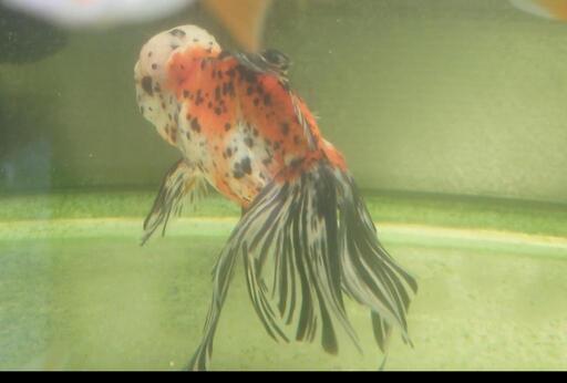 観賞魚 金魚  関東東錦