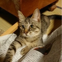 人慣れしてて甘えん坊な子猫ちゃんの里親募集。人が好きなのでとても飼いやすい子だと思います。 - 利根郡