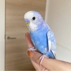 インコのまっちゃん