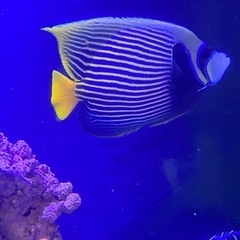 海水魚　タテジマキンチャクダイ 