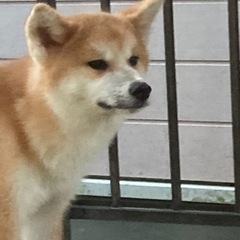 秋田犬6ヶ月の牝です。