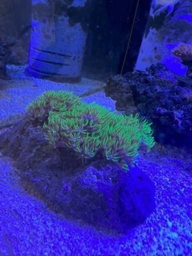 サンゴ1式 1