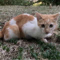 茶トラの男の子 しっぽ長め