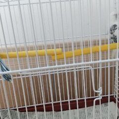 セキセイインコ  生後３ヶ月 白色 1羽 青色 1羽 - みどり市