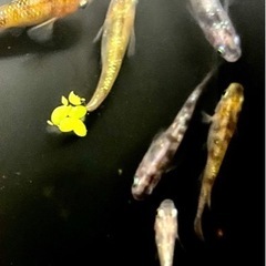 メダカ　金斑ラメサファイア（ハウスネーム）　稚魚サイズ〜若魚