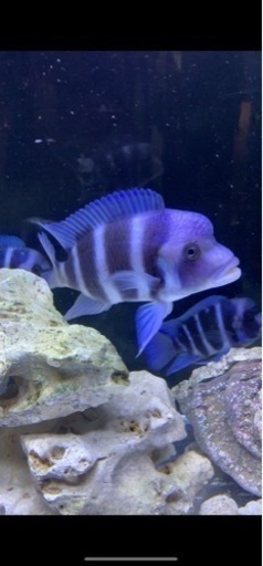 アフリカンシクリッド フロントーサMoba Wild 16-17㎝#1