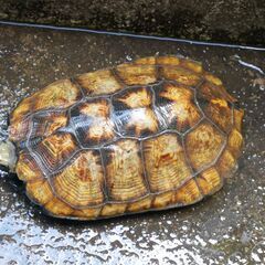 イシガメの里親募集です