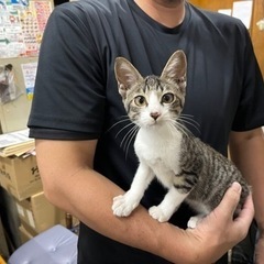 敷地内の駐車場で子猫を保護しました。　画像を更新しました！