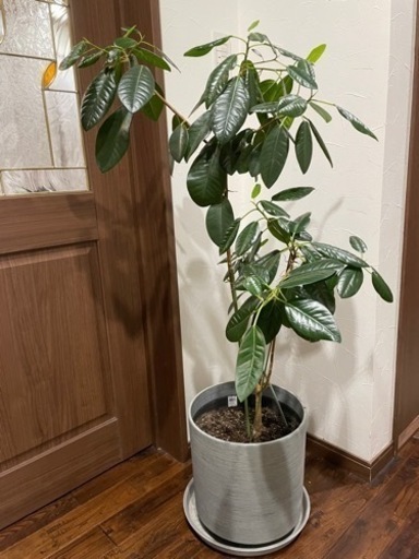 [9月中引き取り優先]観葉植物