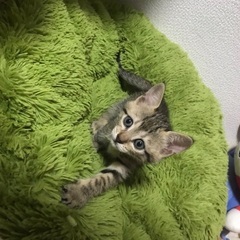 生後１ヶ月の子猫