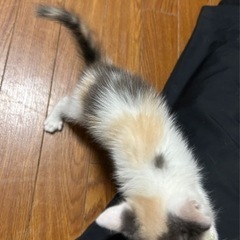 沖縄から来ます✈️パステルカラーの綺麗な子猫たち - 猫