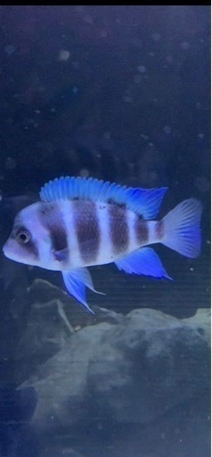アフリカンシクリッド フロントーサ 日本初入荷産地 WILD9-10㎝