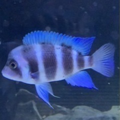 アフリカンシクリッド フロントーサ 日本初入荷産地 WILD9-10㎝