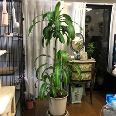 観葉植物　幸福の木　さしあげます