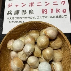 ジャンボニンニク(約500g)