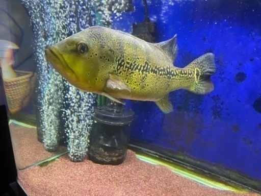 キクラ　メラニアエ　熱帯魚　大型魚