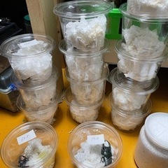 国産オオクワガタ　阿古谷産