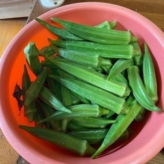 野菜^ ^