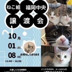 10/8  ねこ組🐾福岡中央譲渡会　なな。猫達のための病院