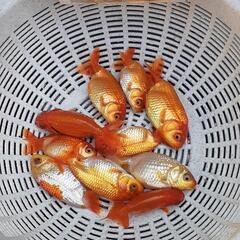 らんちゅう当歳魚