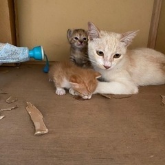 (飼い主不在を確認済み）子猫2匹生後4ヶ月