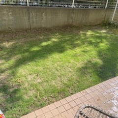 芝生TM9 約11平米　植え付け一年未満　10/24まで　手動芝...