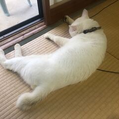 迷い猫を保護しています − 山口県