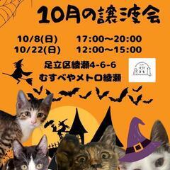 😸けだまも・保護猫譲渡会😸