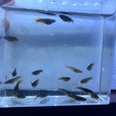 五色タイプR 1ペア 若魚 値下げ