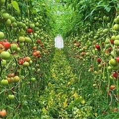 サカタのタネ　麗妃（1,000粒×2袋）