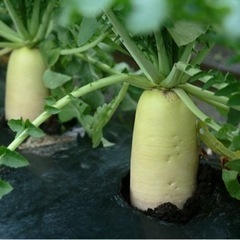 ジャガイモ、大根植え始まりました！農業体験者募集中！ - 下関市