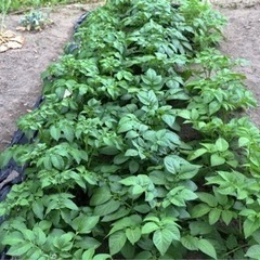 ジャガイモ、大根植え始まりました！農業体験者募集中！